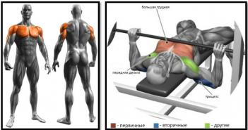 Technique for performing the bench press on a bench To increase the bench press, which grip is better?