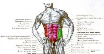 A set of exercises for the abs for men and women: diagrams of the best ways to pump up six-pack 10 effective exercises for the abs