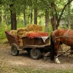 Horse cart: design, management and manufacture Homemade horse carts