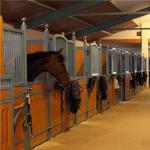 How to choose your first horse: tips for beginners